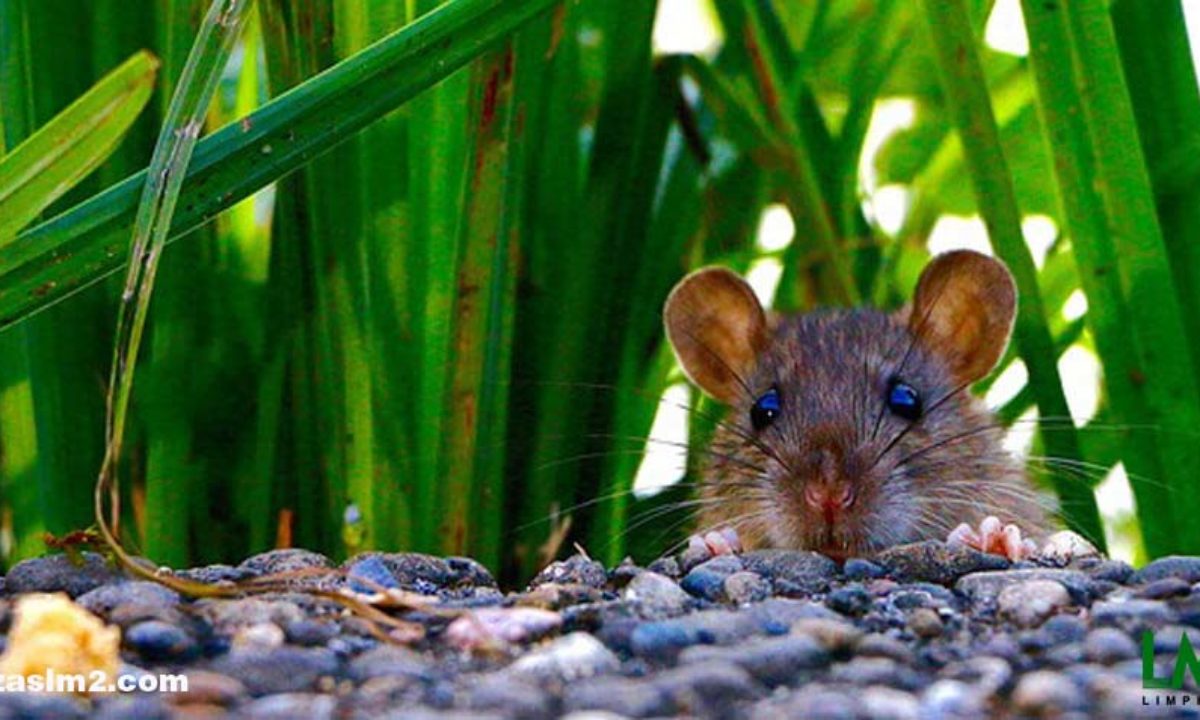 cojo Perder la paciencia Alerta ▷ Cómo matar ratas【Consejos para matar ratones】