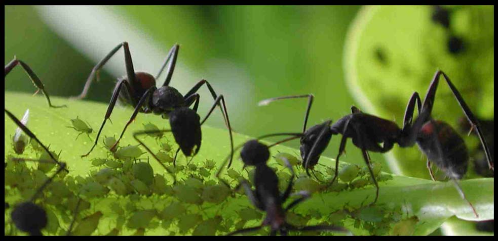 plagas de hormigas en el jardín