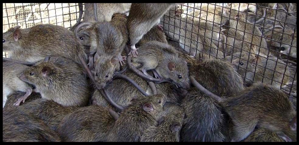 plagas de ratas cómo acabar con ellas