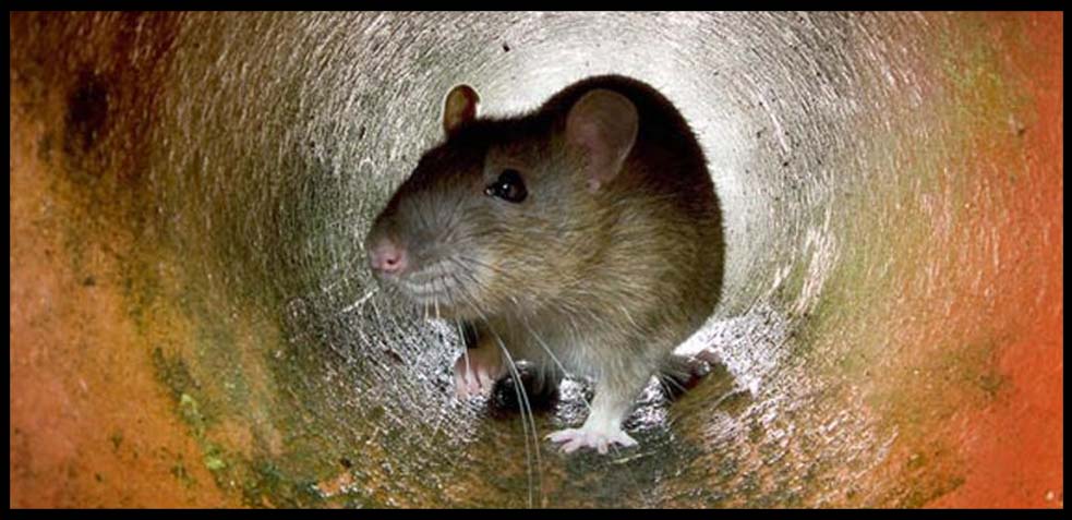 ratas en las instalaciones de nuestro hogar