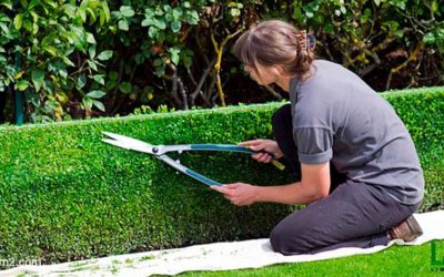 Todo lo que debes saber acerca de la conservación y la limpieza de zonas verdes